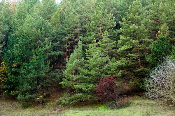 Loin Vous Pouvez Voir Une Photo Une Forêt Pins Une — Photo