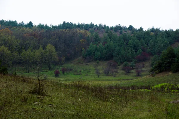 遠くには丘から松林の写真を見ることができます ウクライナ — ストック写真