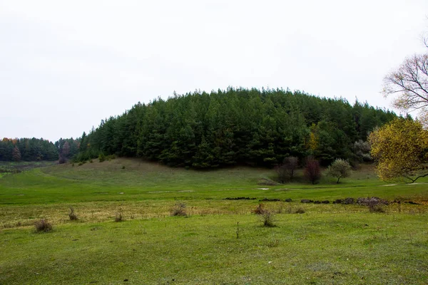 Der Ferne Sieht Man Das Foto Eines Kiefernwaldes Von Einem — Stockfoto