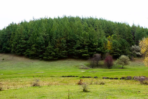 Der Ferne Sieht Man Das Foto Eines Kiefernwaldes Von Einem — Stockfoto