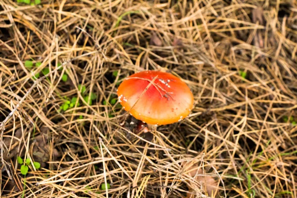 Colheita Outono Cogumelos Floresta Apanha Cogumelos Uma Bolsa Balde Capô — Fotografia de Stock