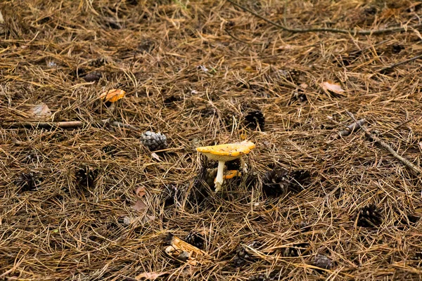 Colheita Outono Cogumelos Floresta Apanha Cogumelos Uma Bolsa Balde Capô — Fotografia de Stock