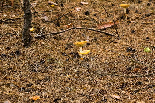Colheita Outono Cogumelos Floresta Apanha Cogumelos Uma Bolsa Balde Capô — Fotografia de Stock