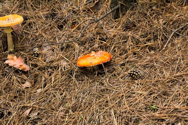 Herbstliches Pilzesammeln Wald Einer Tüte Und Eimer Auf Der Motorhaube — Stockfoto