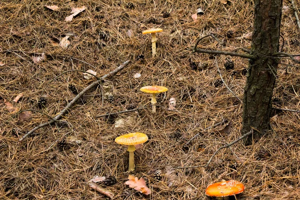 Colheita Outono Cogumelos Floresta Apanha Cogumelos Uma Bolsa Balde Capô — Fotografia de Stock