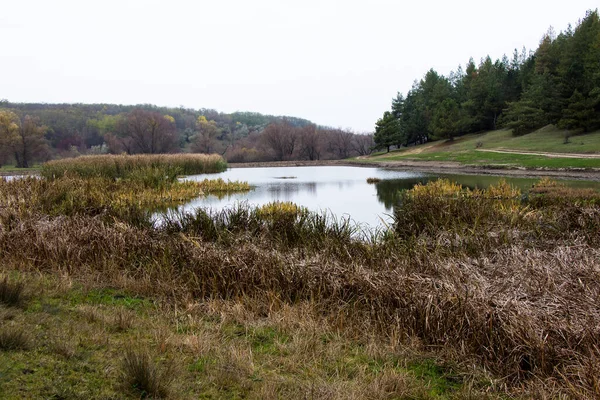 Een Vijver Met Riet Bodem Van Een Ravijn Bij Het — Stockfoto