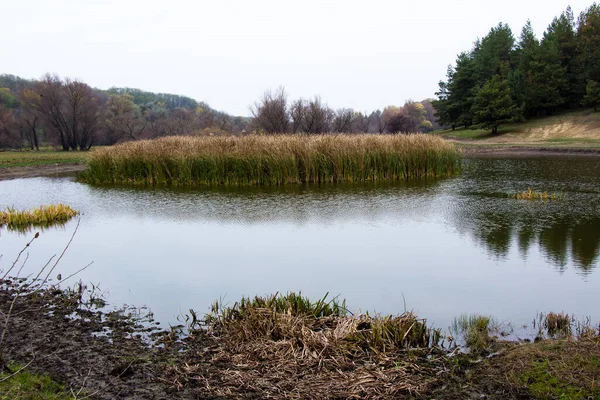 Een Vijver Met Riet Bodem Van Een Ravijn Bij Het — Stockfoto