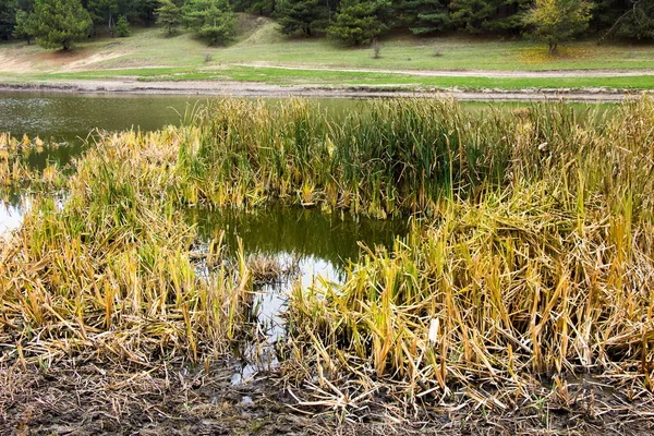 Rybník Rákosím Dně Rokle Lesa — Stock fotografie