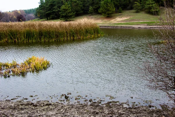Uma Lagoa Com Juncos Fundo Uma Ravina Perto Floresta — Fotografia de Stock