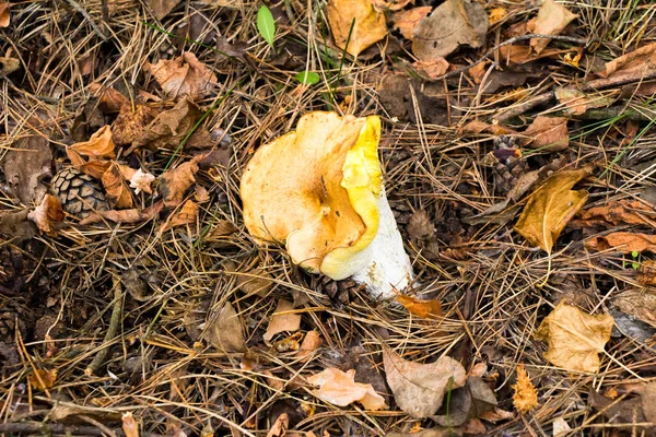 Colheita Outono Cogumelos Floresta Apanha Cogumelos Uma Bolsa Balde Capô — Fotografia de Stock