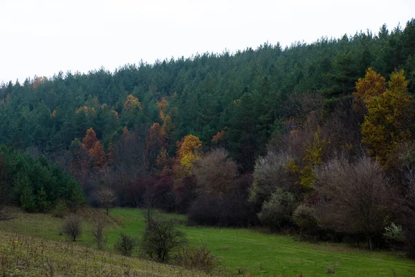 Der Ferne Sieht Man Das Foto Eines Kiefernwaldes Von Einem — Stockfoto