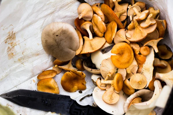 Autumn Picking Mushrooms Forest Mushrooms Bag Bucket Hood Car Meadow — Stock Photo, Image