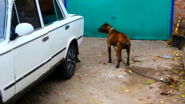 Tasmalı köpek teriyeri arabanın kenarına sürtünüyor.