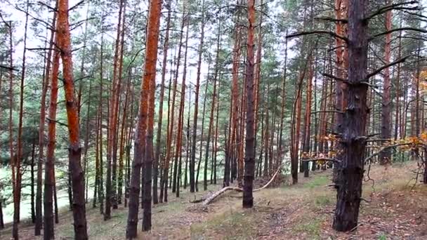 Los troncos de los árboles del bosque de pinos Ucrania — Vídeos de Stock