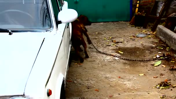 Dog on a leash staff terrier rubs against the side of a car — Stock Video