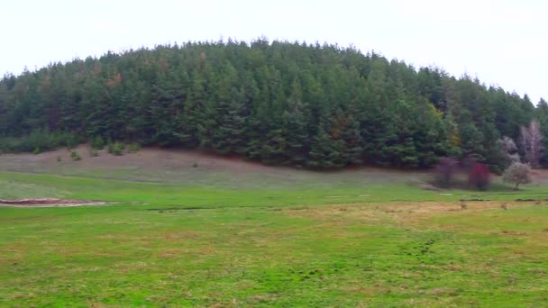 En la distancia se puede ver una foto de un bosque de pinos desde una colina. Ucrania — Vídeos de Stock