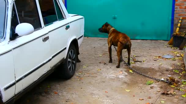 Cão em uma coleira terrier pessoal esfrega contra o lado de um carro — Vídeo de Stock