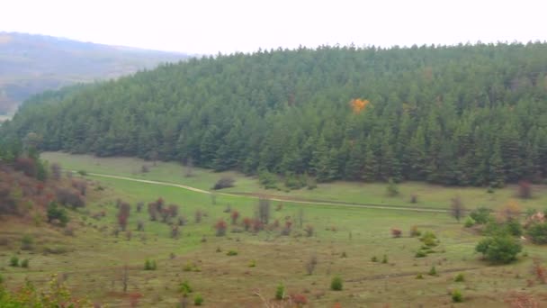 저 멀리 우크라이나 산허리에서 소나무 숲의 사진을 볼 수있습니다 — 비디오