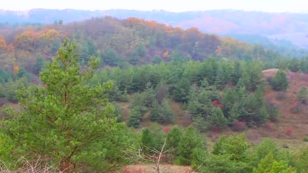 En la distancia se puede ver una foto de un bosque de pinos desde una colina. Ucrania — Vídeos de Stock