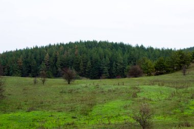 Uzakta Ukrayna 'daki bir tepeden bir çam ormanının fotoğrafını görebilirsiniz.