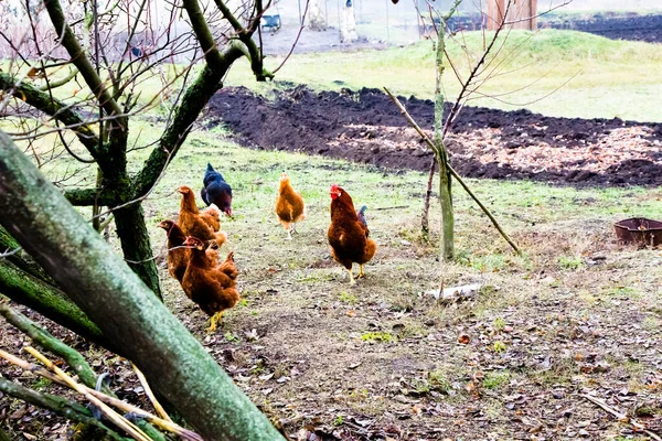 Vintergående Kycklingar Trädgården Ukraina — Stockfoto
