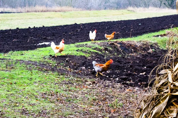 Winter Walking Chickens Backyard Ukraine — Stock Photo, Image