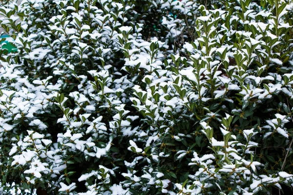 緑の茂みの上の新鮮な秋の雪 — ストック写真