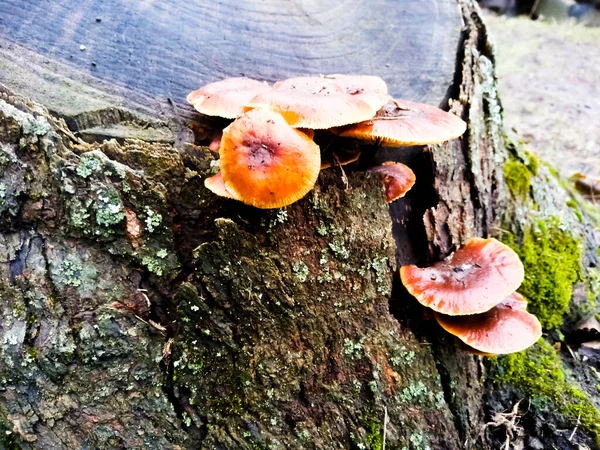 Essbare Pilze Wachsen Auf Einem Baumstumpf — Stockfoto