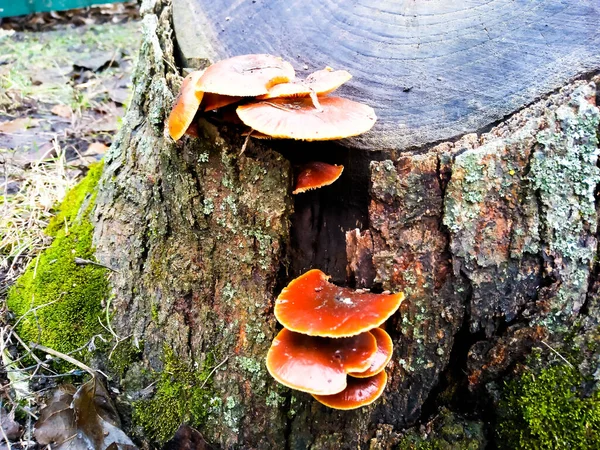 Funghi Commestibili Crescono Ceppo Albero — Foto Stock