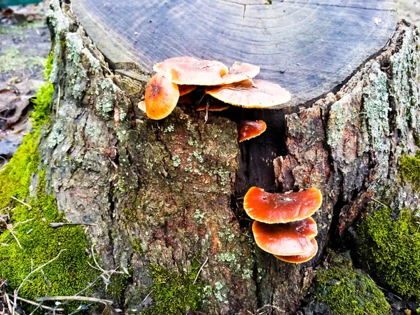 Cogumelos Comestíveis Crescem Toco Árvore — Fotografia de Stock