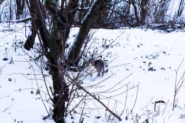 Gri bir yırtıcı kedi karlı ağaçların arasında geziniyor.