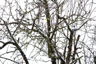 Beyaz kar, besleyicinin yanına meme faresi, bir ağaç dalına meme faresi düşüyor.