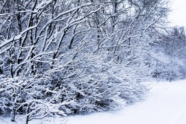 Kış geri döndü Ukrayna manzaraları