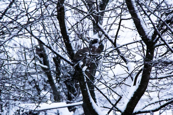 Kış geri döndü Ukrayna manzaraları