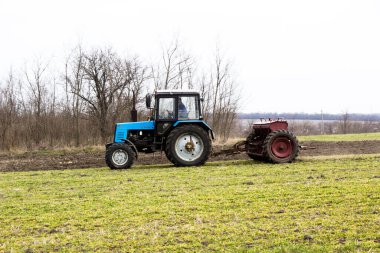 Bahar, Ukrayna gübresiyle buğday yemliyor.