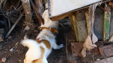 İki melez köpeğin kavgası iki melez bölgeyi paylaşmadı.