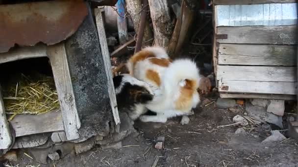 Luta de dois cães mongrels dois mongrels não compartilharam o território — Vídeo de Stock