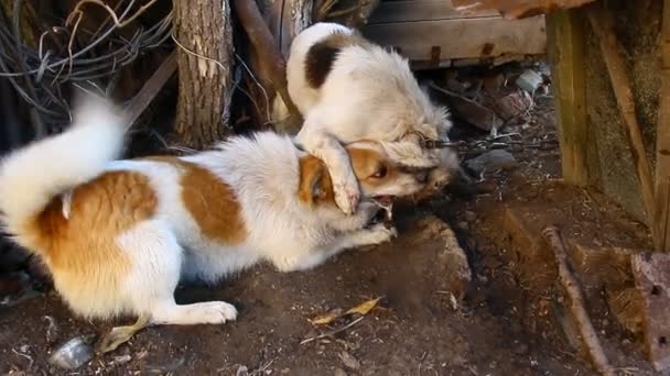 Luta de dois cães mongrels dois mongrels não compartilharam o território — Vídeo de Stock