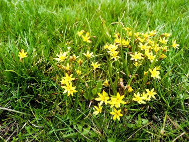 Baharda yeşil çimlerde erken sarı çiçekler