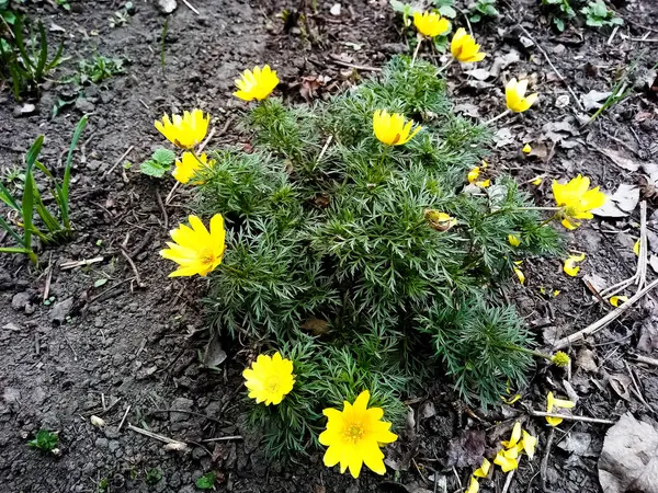 早春的黄花在绿草中绽放 — 图库照片