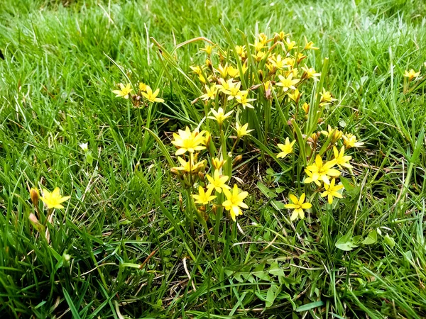 Primi Fiori Gialli Erba Verde Primavera — Foto Stock