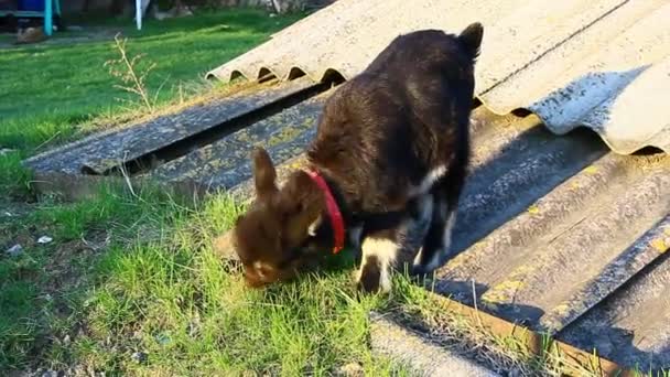 Młody kozioł gryzie kiełki młodej wiosennej trawy w pobliżu budynków — Wideo stockowe