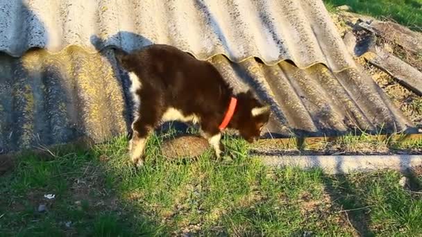 Una cabra joven mordisquea brotes de hierba joven de primavera cerca de edificios — Vídeos de Stock