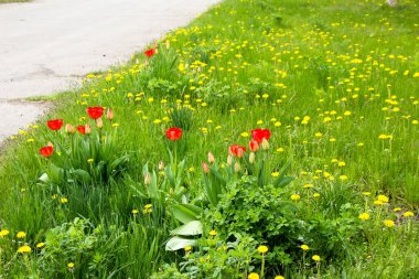 Çimenlerin üzerinde yeşil çimenler açan karahindibalar baharda laleler.