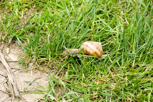 Snail Ravlik Crawls Grass Ground Its Own House Its Back — Stock Photo, Image