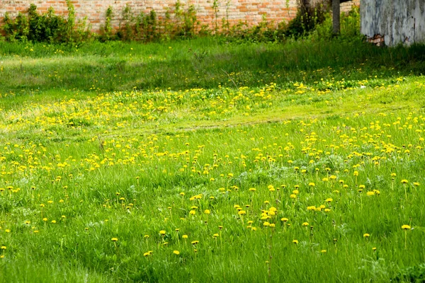 Grünes Gras Auf Dem Gras Blühende Löwenzahn Tulpen Frühling — Stockfoto