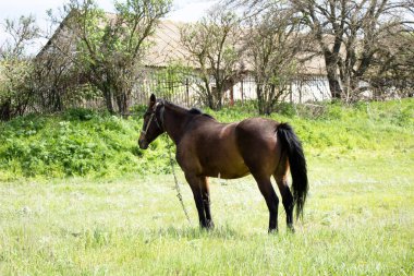 Zincirli kırmızı at Ukrayna 'nın arkasında duruyor.