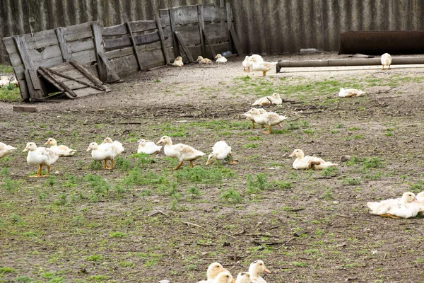 Ein Funktionierender Geflügelstallkomplex Dem Enten Und Hühner Aufgezogen Werden — Stockfoto