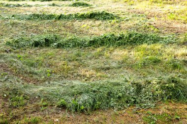 Ukrayna 'da yeni biçilmiş çimlerin biçilmesi