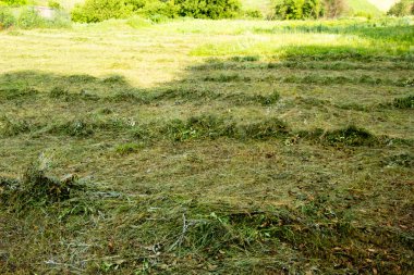 Ukrayna 'da yeni biçilmiş çimlerin biçilmesi